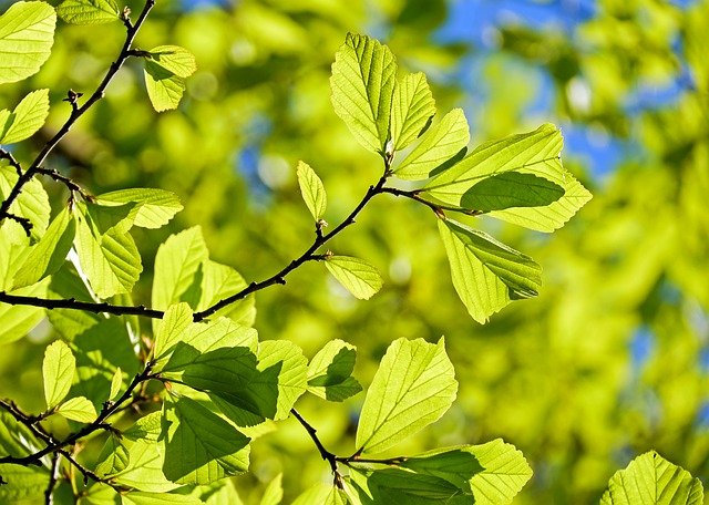 oak-3064187_640 oak-3064187_640